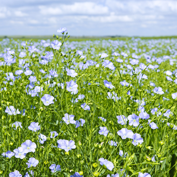 Découvrez notre article sur le lin, de nos champs à nos garde-robes